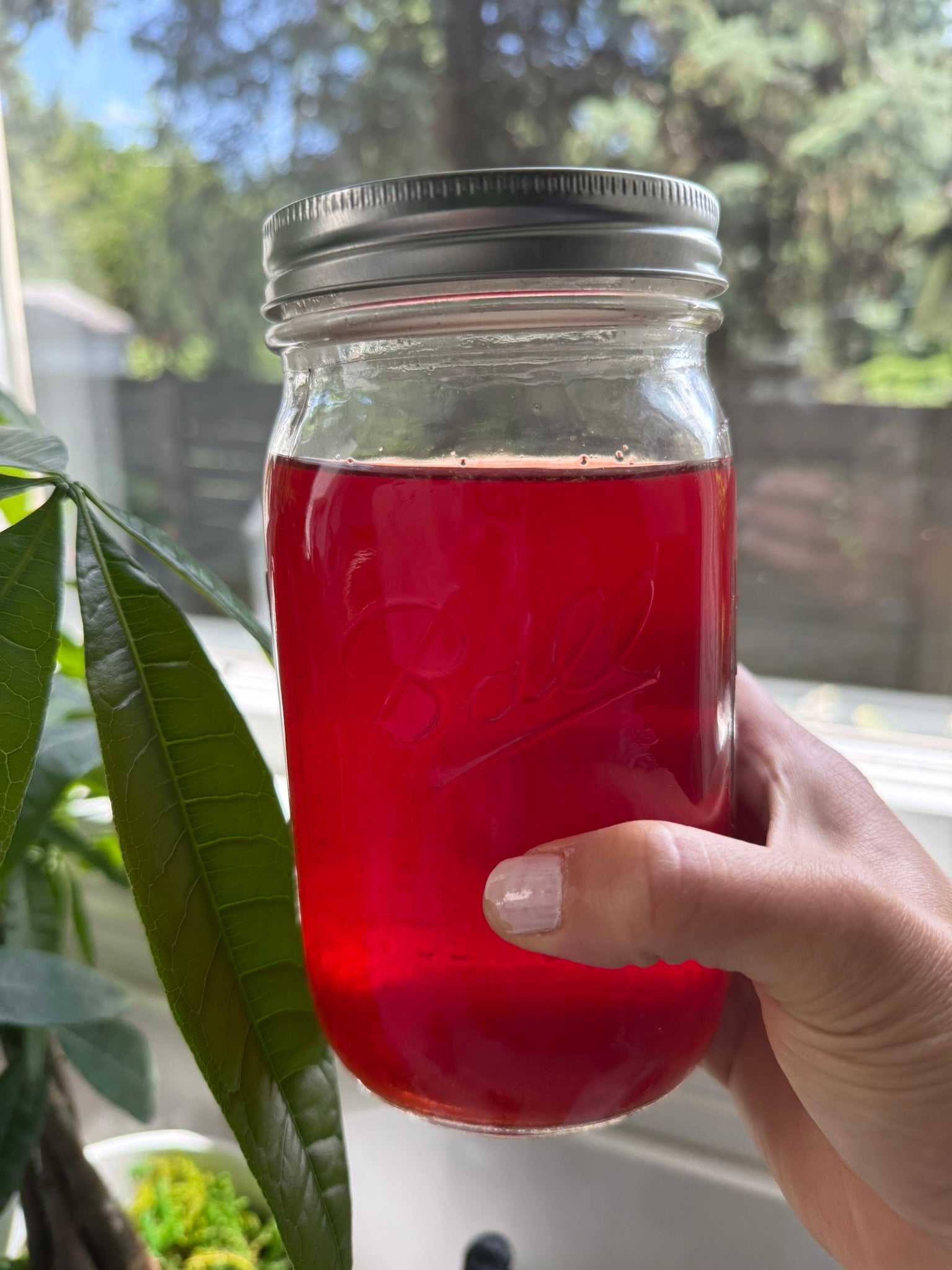 Hibiscus Cold Brew Tea