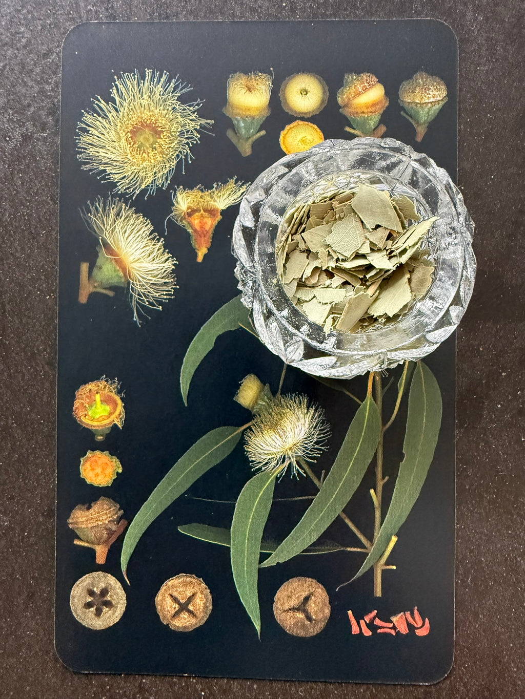 Lung & Immunitea