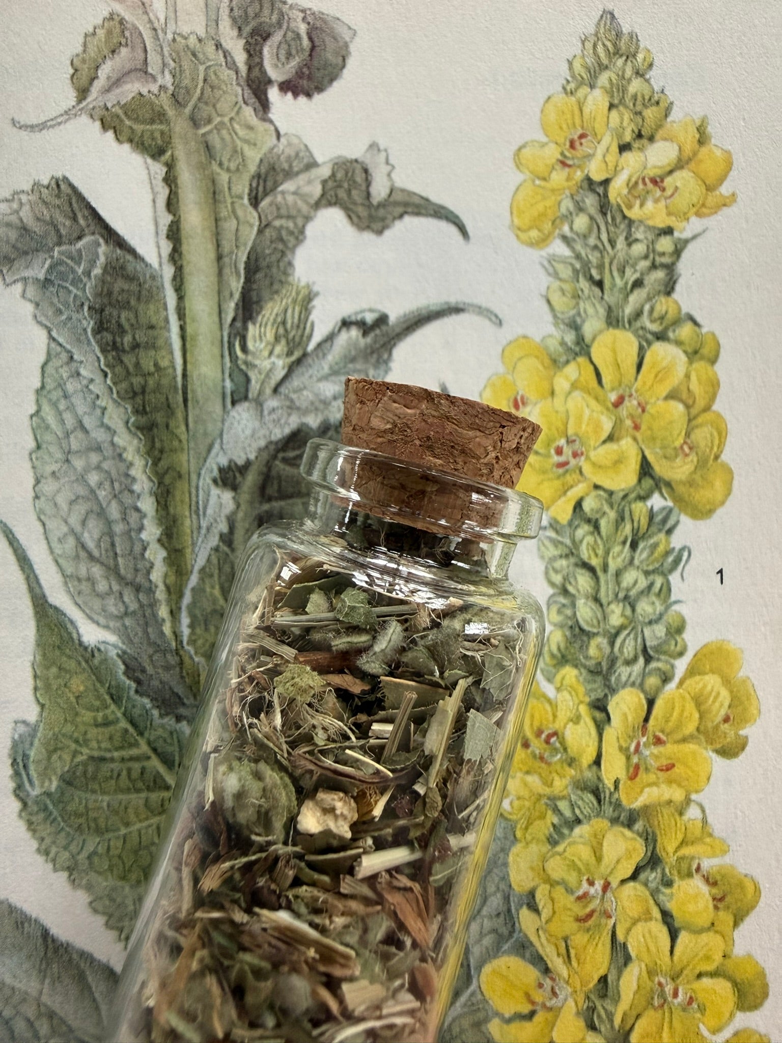 Lung & Immunitea